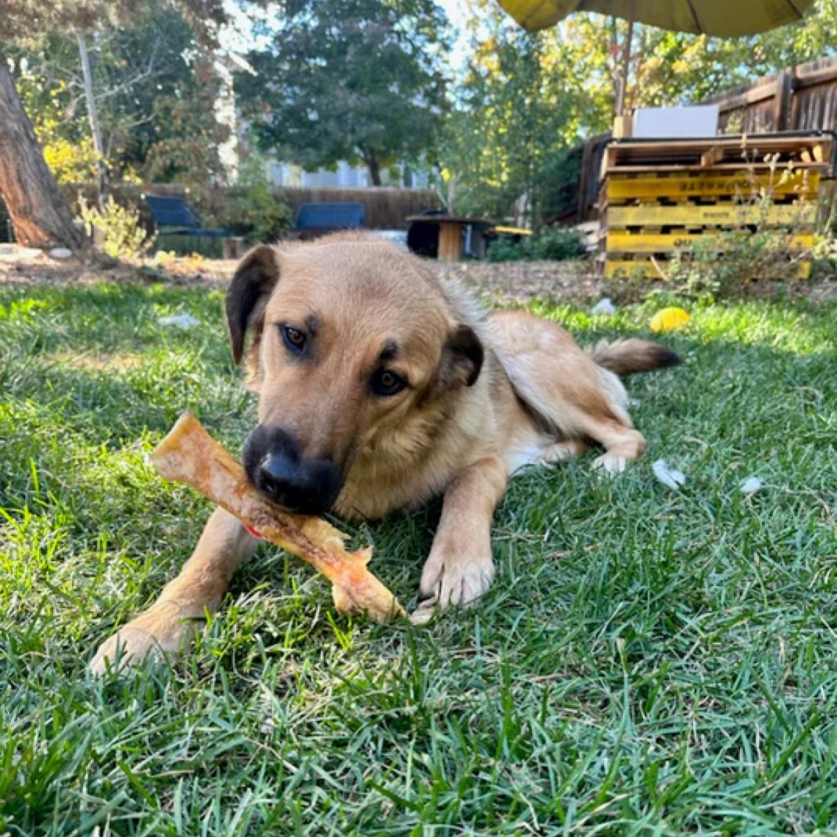 A dog lies on the grass chewing on a bone in a backyard with trees, a fence, and some pallets in the background.