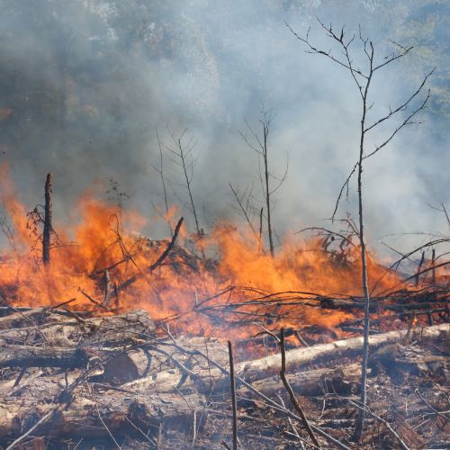 A forest area with fallen trees is engulfed in flames and thick smoke, depicting an active wildfire.