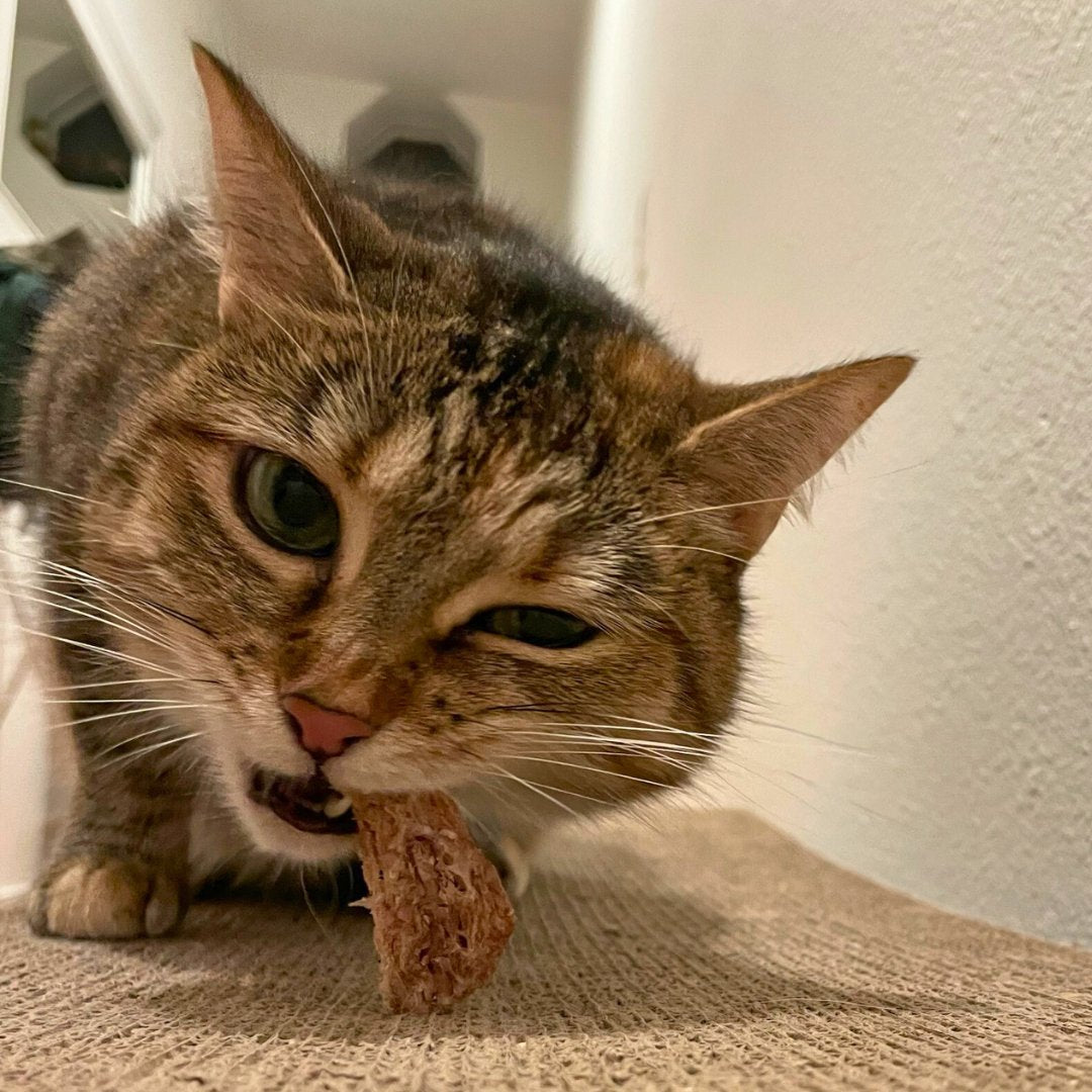 A tabby cat with white paws is eating a piece of meat while looking at the camera.