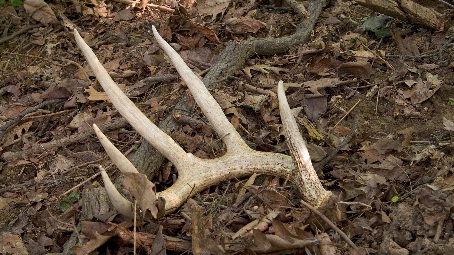A deer antler lies on the forest floor among dry leaves and twigs.