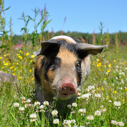 A pig stands in a field of wildflowers under a clear blue sky, facing the camera.