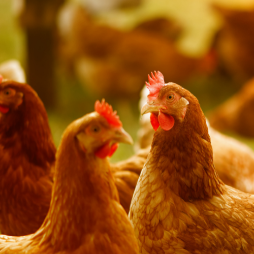 A group of brown chickens with red combs are gathered closely together outdoors. The background shows a blurry, green landscape.