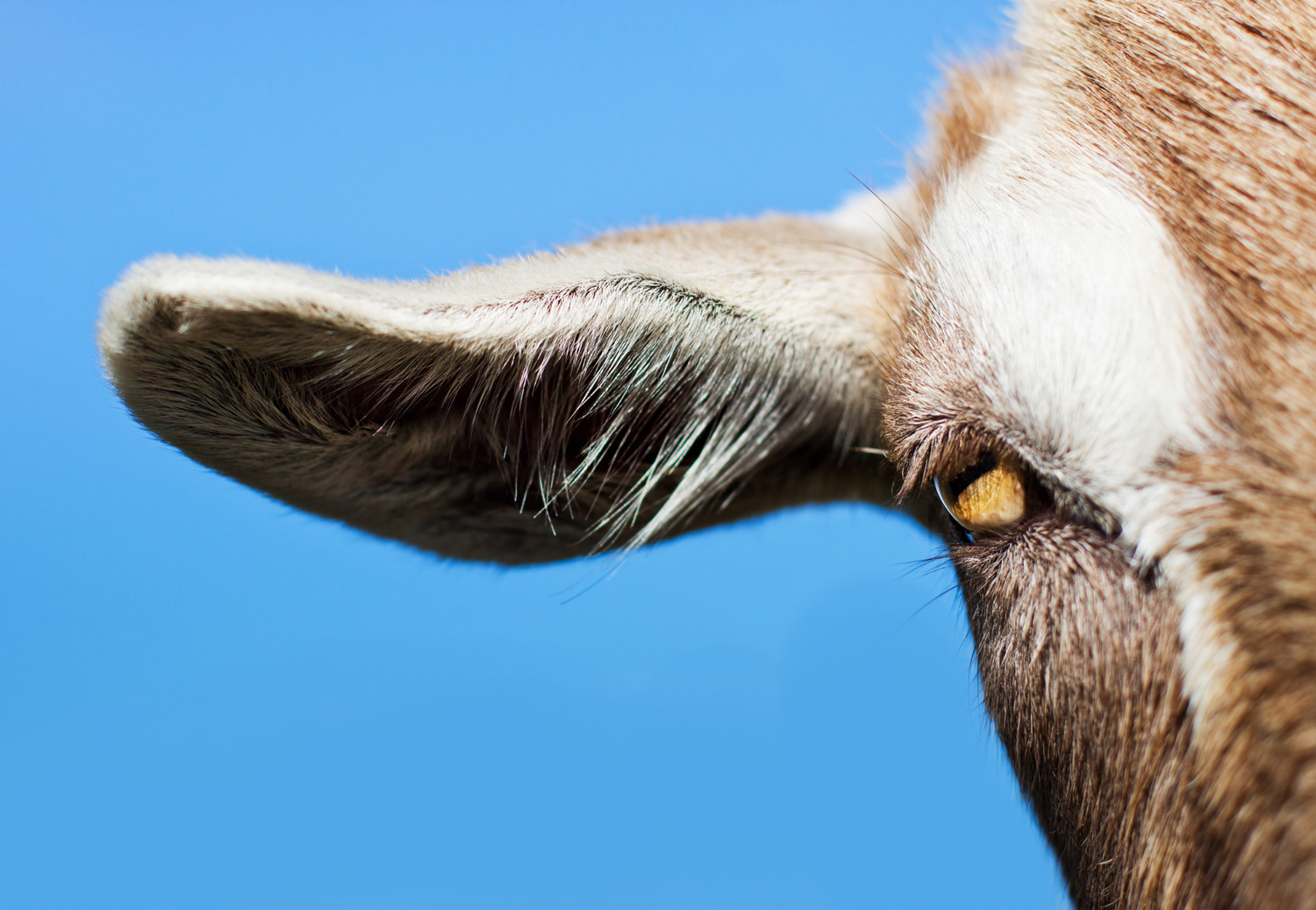 A brown and white goat with yellow tags on its ears stands in a grassy field, looking towards the camera.