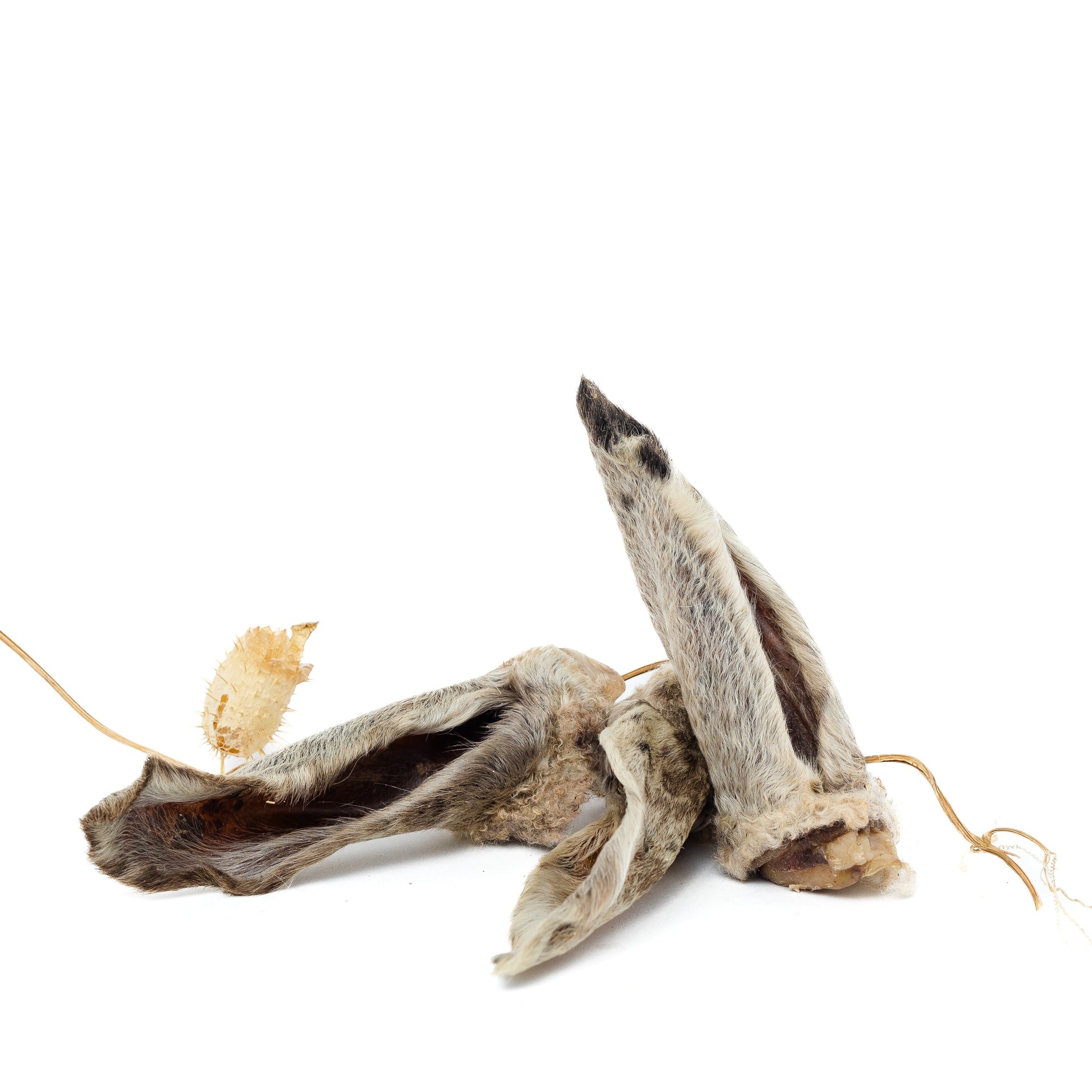 Two Dehydrated Wooly Sheep Ears by Wild Nosh Pets are displayed on a white background, showcasing their natural texture and appearance as dog chews.
