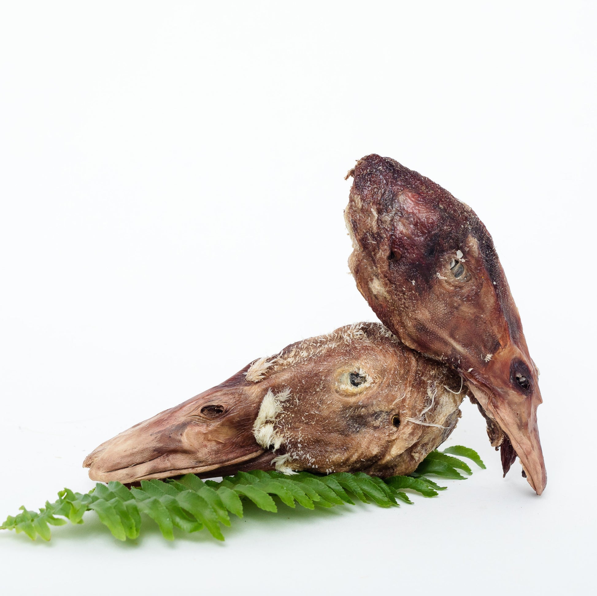 Two Freeze-Dried Duck Heads from Wild Nosh Pets are displayed on a green fern leaf against a plain white background, resembling premium gourmet treats for dogs or cats.