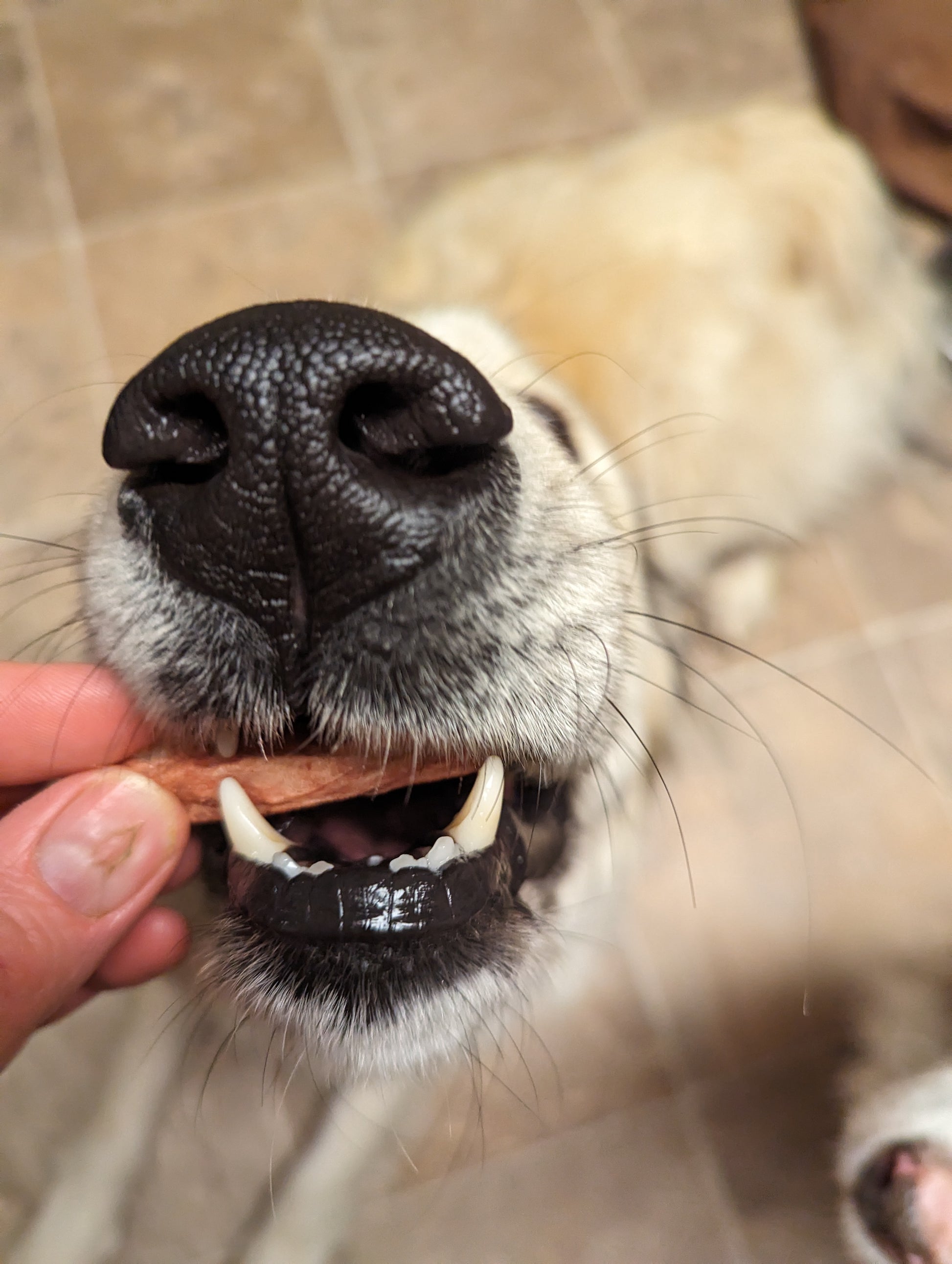 Close-up of a dog's nose and mouth as it eagerly takes a Wild Nosh Pets Freeze-dried Duck Tongues 1oz from a person's hand, showing its teeth and part of its tongue. The background is a tiled floor.