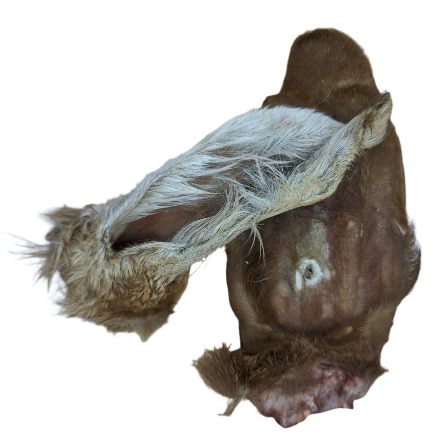 A low-fat piece of Hairy Goat Ear meat on a cutting board by Beast Feast.