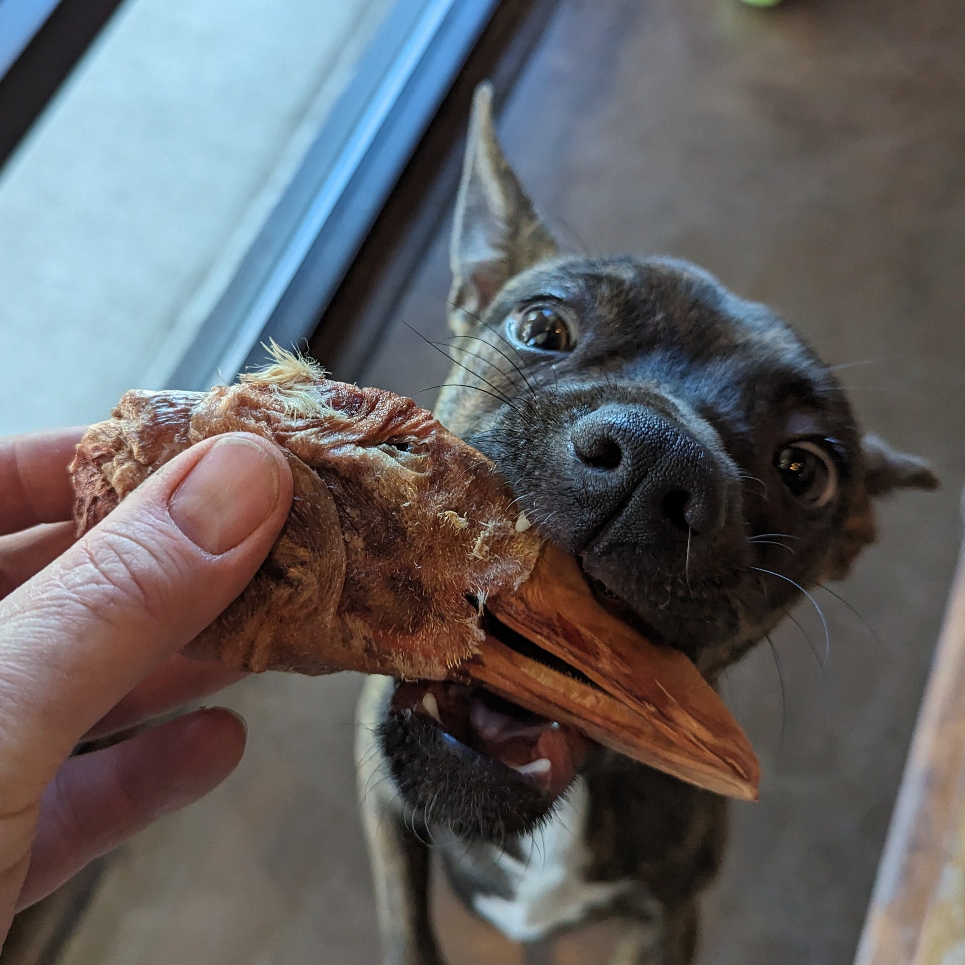 Person holding a Wild Nosh Pets Freeze-Dried Duck Head near a small dog's mouth. The dog is biting the treat, appearing eager and focused. Background shows a glass door and floor.