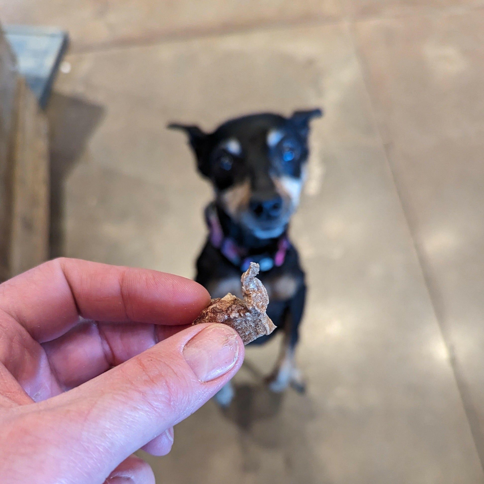 A person holding a small piece of Wild Nosh Pets Freeze-Dried Pork Hearts 3 oz. in front of a dog that's looking up, waiting expectantly.
