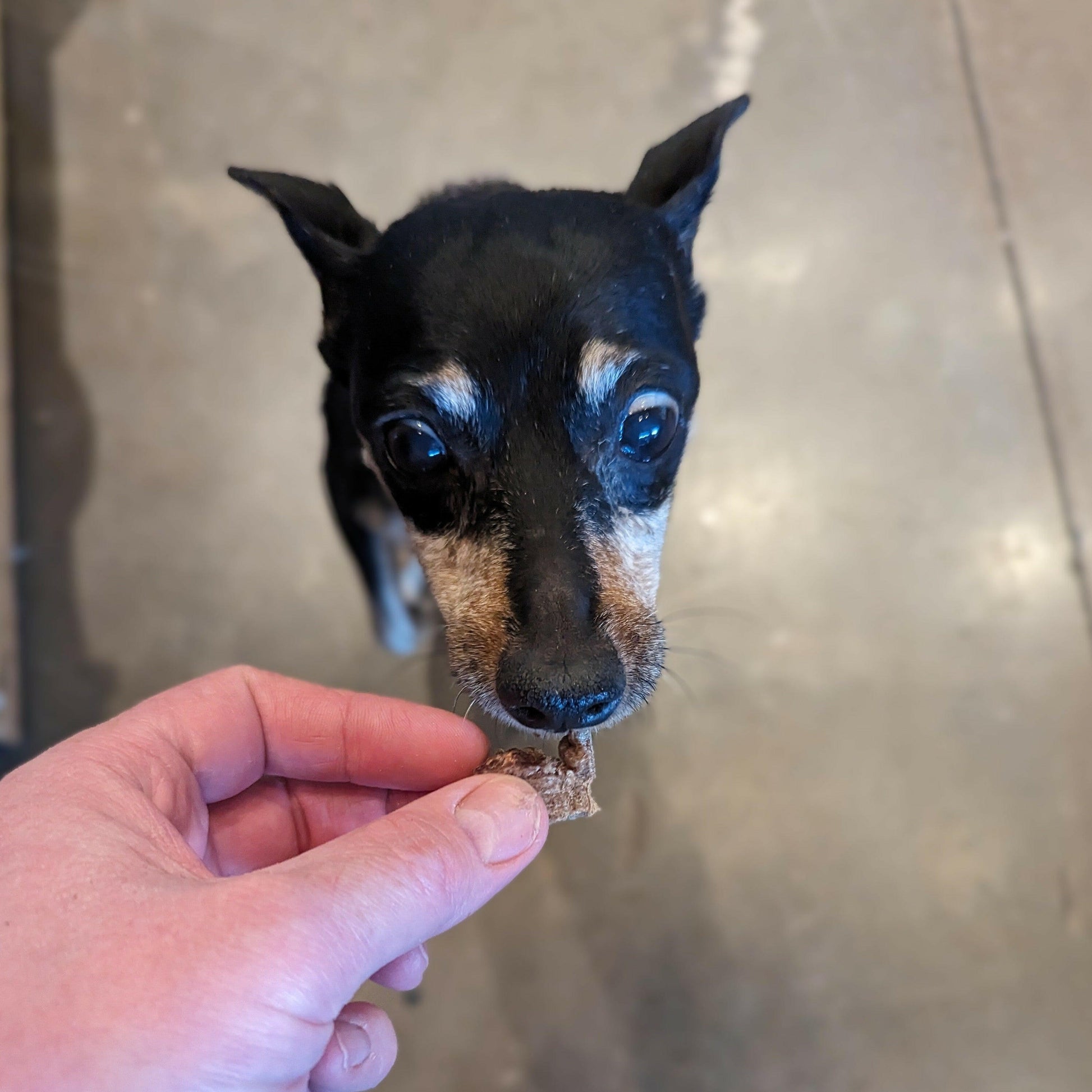 A small black and brown dog with gray fur around its muzzle looks up eagerly as a hand offers it a Wild Nosh Pets Freeze-Dried Pork Hearts 3 oz. training treat. The background is a concrete floor.