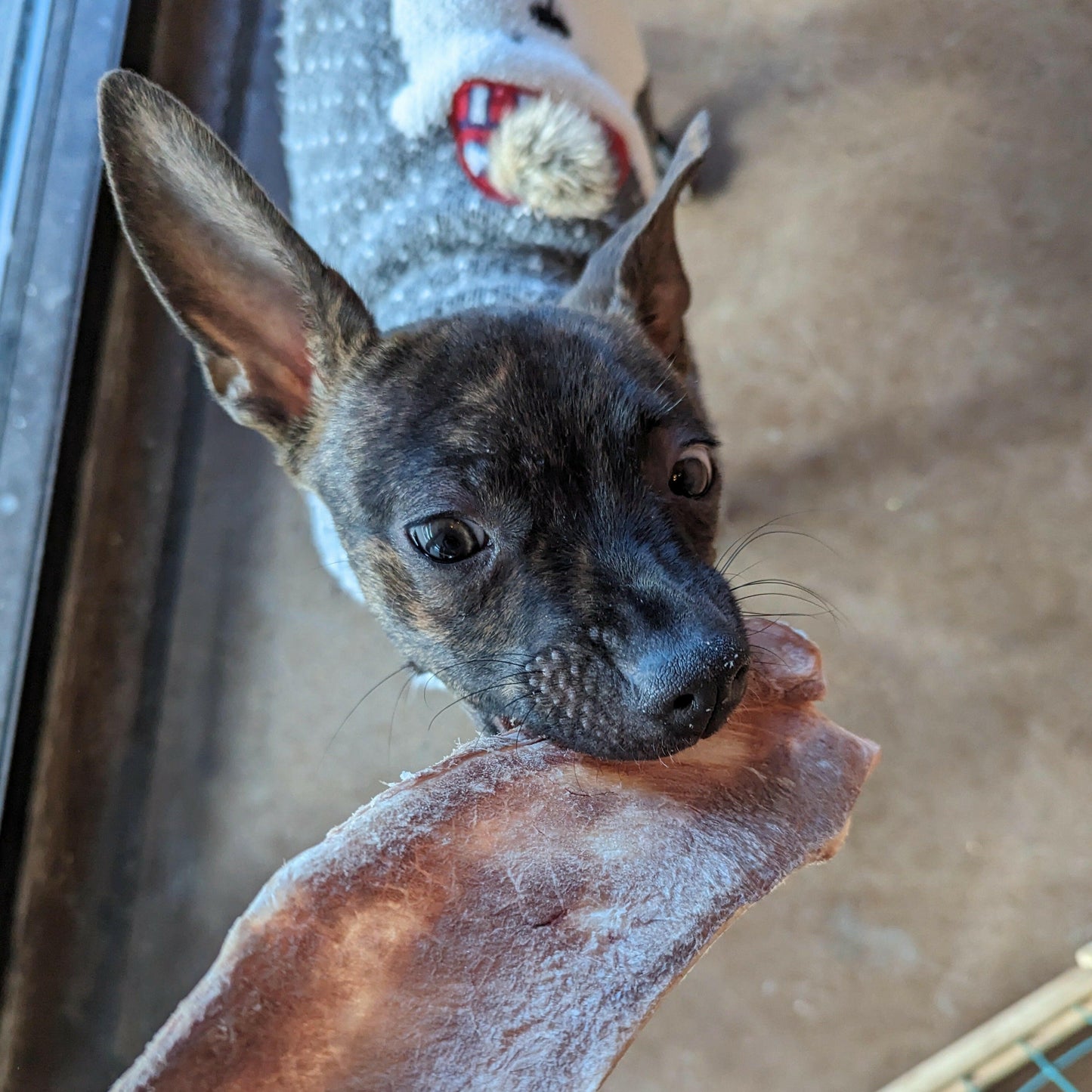 A small dog in a gray sweater chews a Wild Nosh Pets Dehydrated Medium Bison Scapula on a carpeted floor near a window—ideal for dog chew sessions and teething puppies.