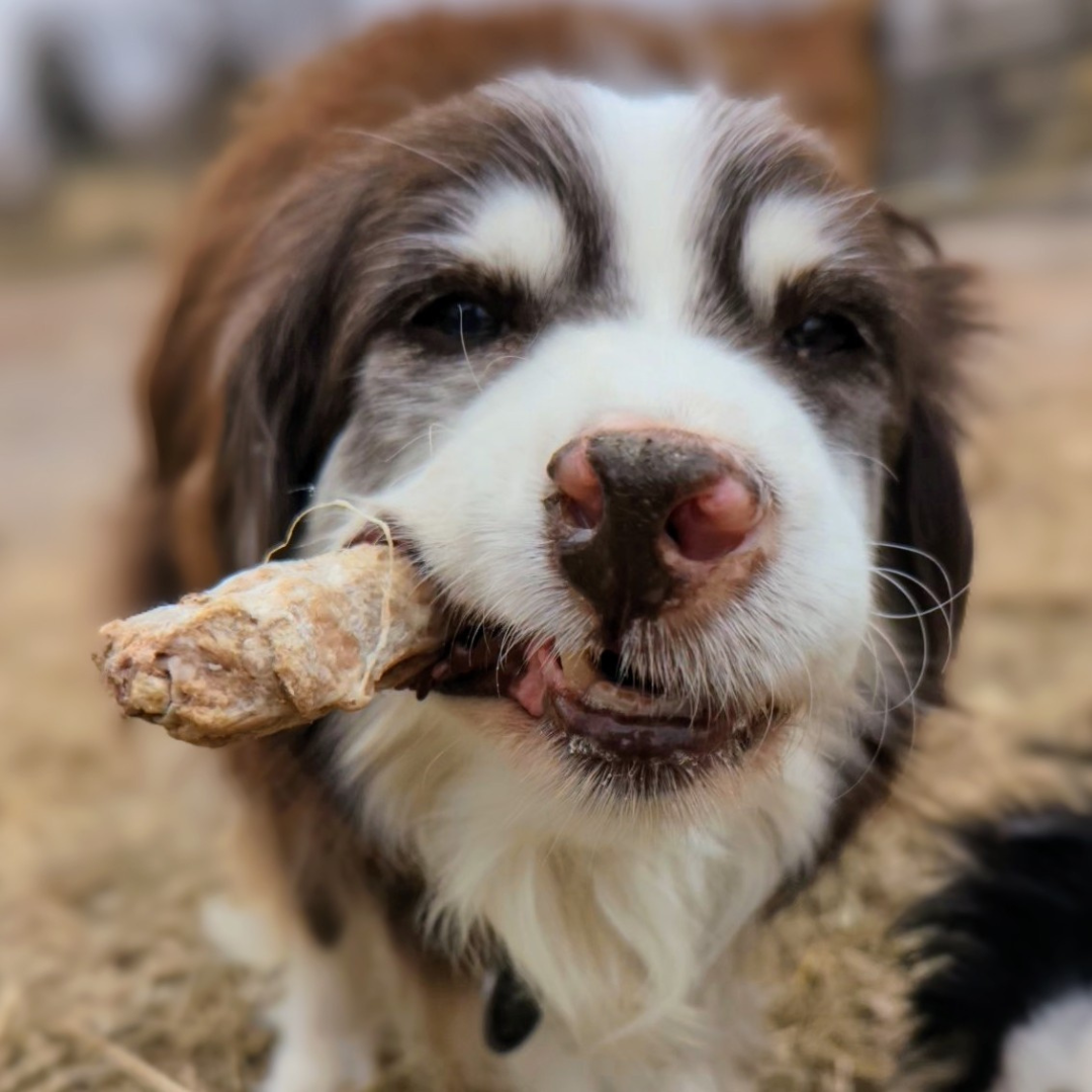 A close-up of a brown and white dog holding a chew toy in its mouth, blissfully unaware that Wild Nosh Pets Freeze-Dried Duck Neck or joint health supplements might also make it happy.