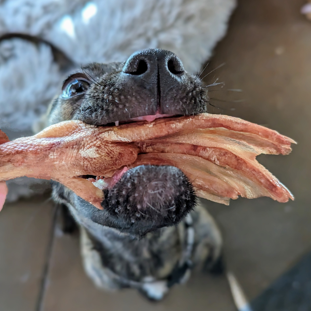A dog with arthritis holds a Wild Nosh Pets Dehydrated Duck Foot in its mouth, looking upwards with hopeful eyes.