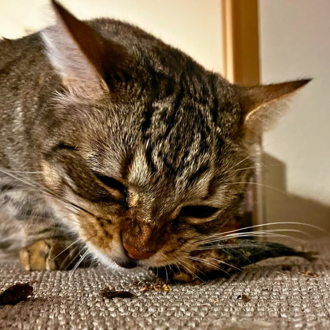 A tabby cat enjoys Wild Nosh Pets Freeze-Dried Sardine on a textured carpet by the wall.