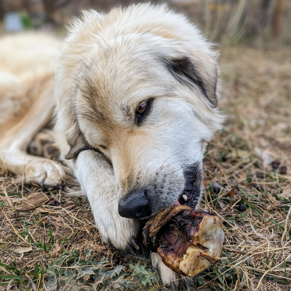 A light-colored dog lying on grass, chewing on a durable Wild Nosh Pets Baked Bison Shin Bone.