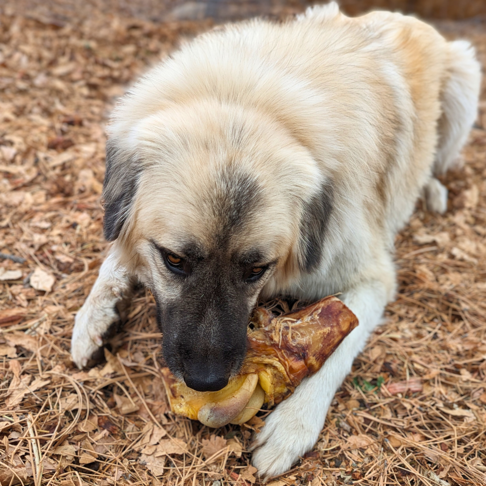 A large, light-colored dog is lying on dried leaves, savoring a Smoked Bison Knuckle Bone from Wild Nosh Pets.
