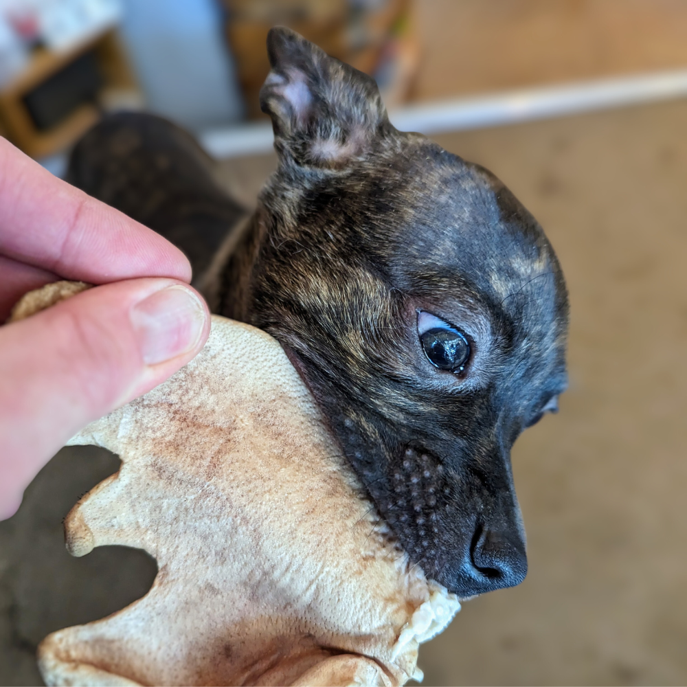 A small dog bites on a Heritage Breed Freeze-Dried Pig Ear held by a person's hand. The dog has dark fur with a speckled pattern. This softer chew for puppies from Wild Nosh Pets is ideal for teething and ensuring their comfort.