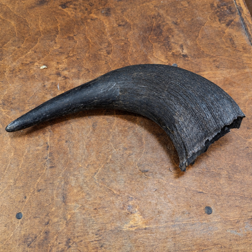 A curved, black Wild Nosh Pets Bison Horn rests on a wooden surface.