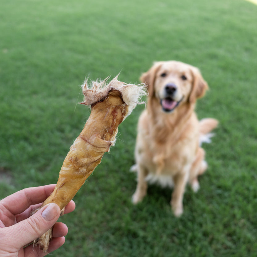 In the foreground, a person holds a Wild Nosh Pets Rabbit Hide Roll, while a golden retriever with allergies sits on the grass in the background, eagerly eyeing this novel protein chew treat.