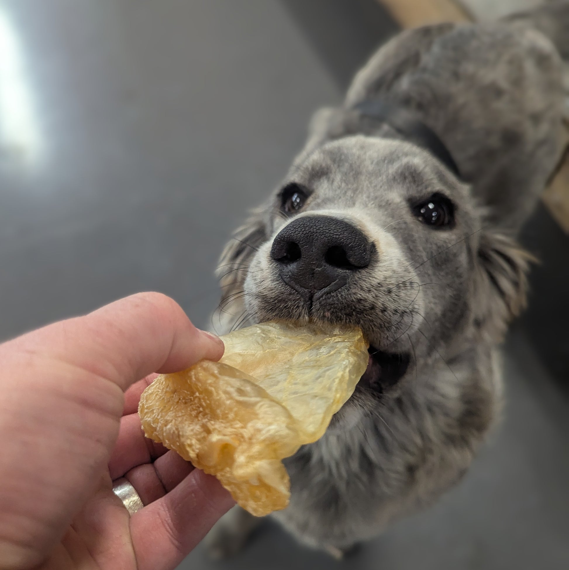 A person holds a Wild Nosh Pets Carp Swim Sacs treat as a gray dog eagerly bites and pulls on it indoors.