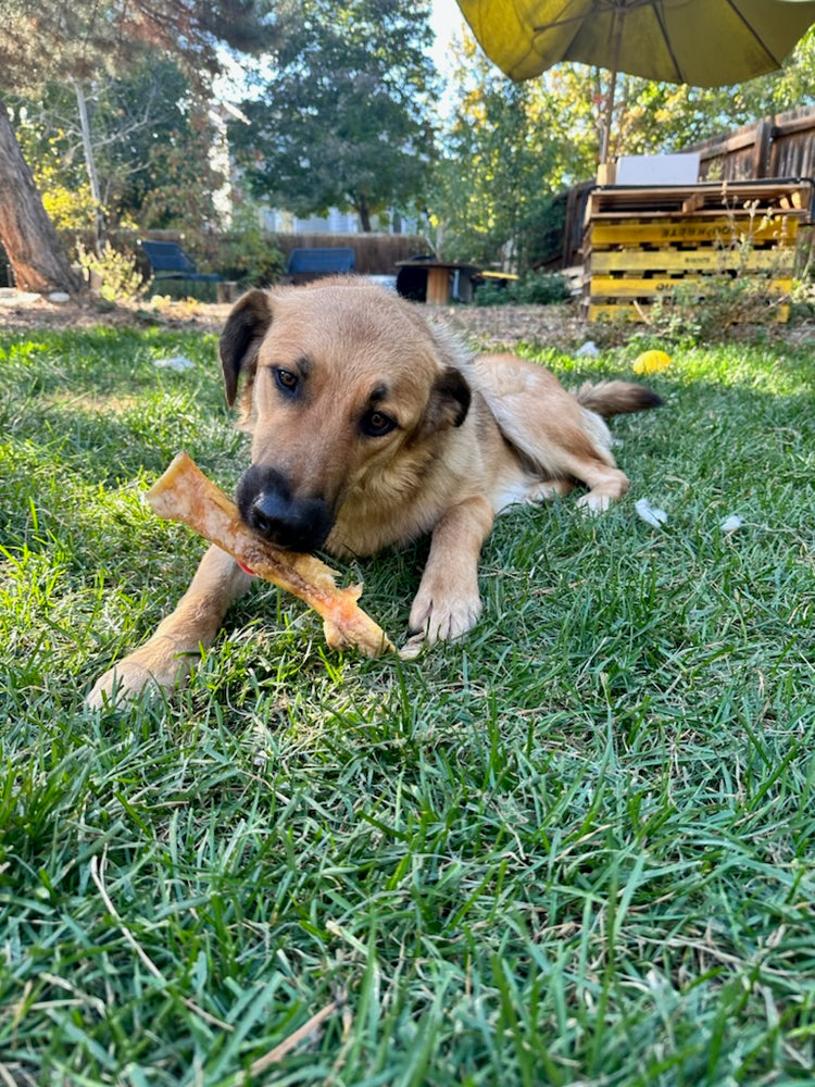 A dog lies on the grass chewing on a bone in a backyard with trees, a fence, and some pallets in the background.