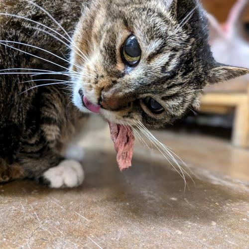 A tabby cat with white paws is eating a piece of meat while looking at the camera.