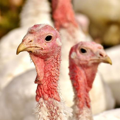 Close-up of two turkeys with pale pink and white plumage, characterized by wrinkled red skin on their heads and necks, standing close together and facing forward.