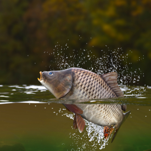 A fish jumps out of the water, causing a splash. The background shows indistinct greenery.