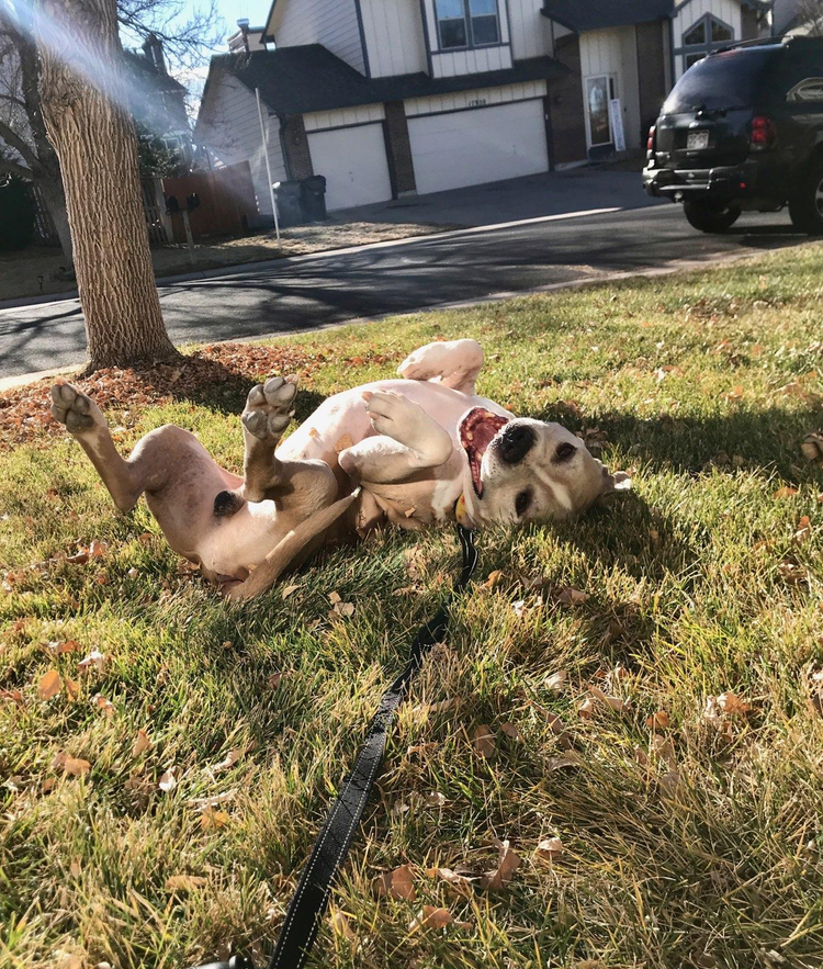 A dog lies on its back in the grass with its legs up in a suburban neighborhood, looking content and playful.