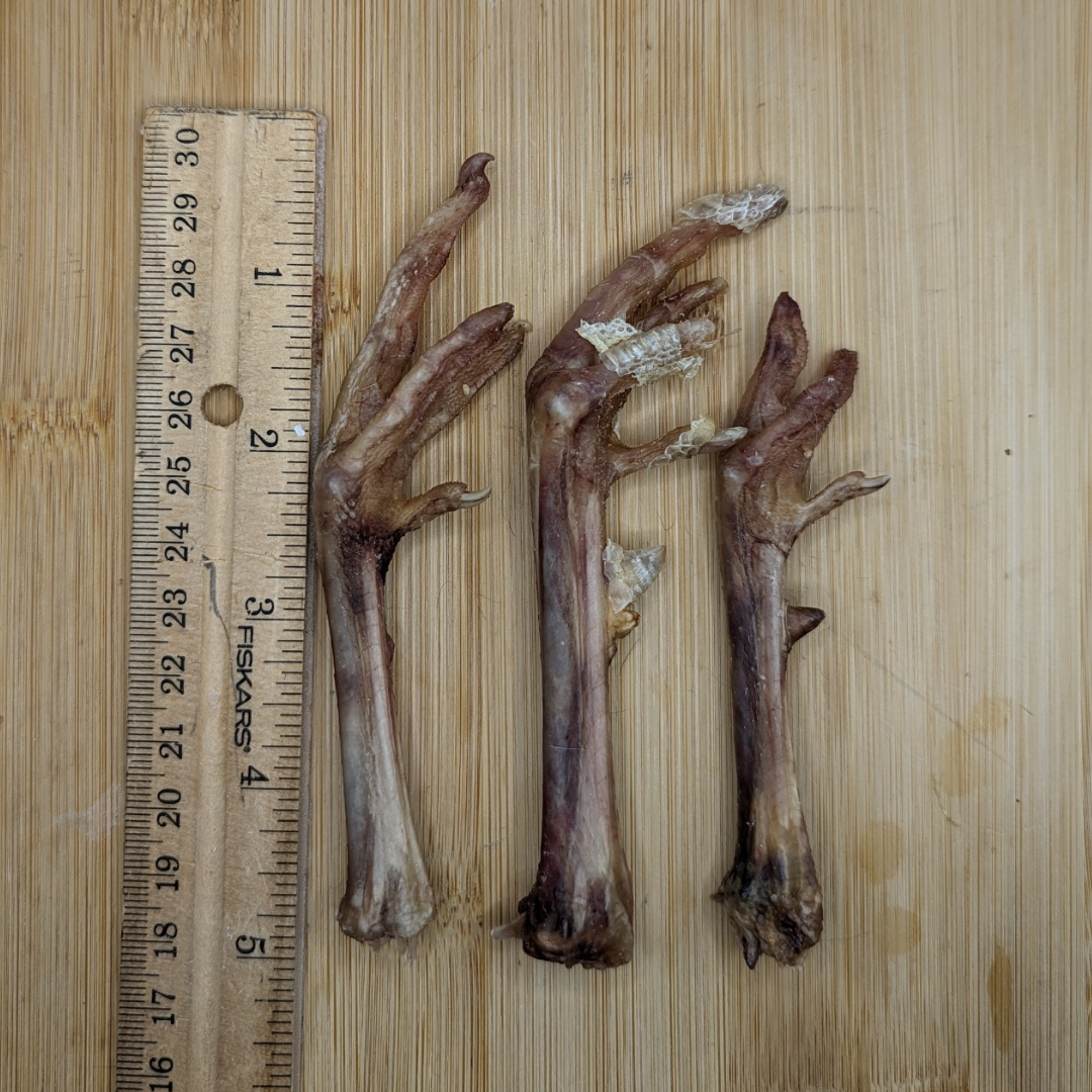 Three Wild Nosh Pets Freeze-Dried Pheasant Feet lying side by side on a wooden surface, with a ruler placed next to them for scale. The ruler indicates the feet are approximately 4 to 5 inches long—a perfect crunchy snack for dogs packed with natural glucosamine and chondroitin.