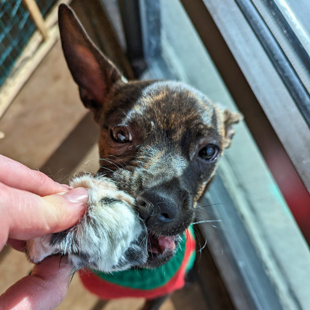A small dog wearing a red and green sweater is gently biting a person's finger while looking directly at the camera. The scene is indoors, near a window, where Wild Nosh Pets Freeze-Dried Rabbit Scraps 3oz for cats and dogs are neatly arranged on a nearby table.