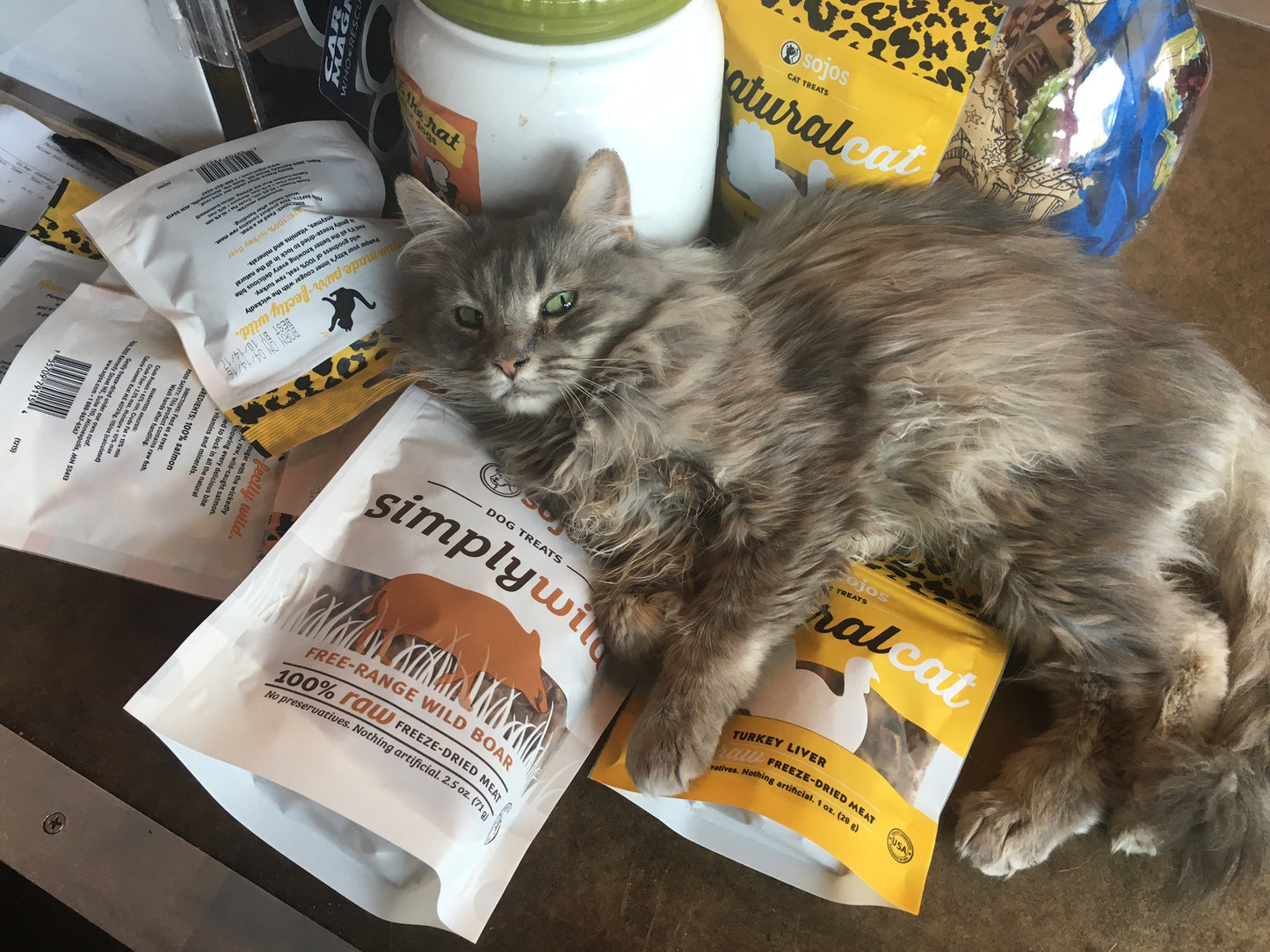 A fluffy gray cat lounges contentedly on a table, nestled atop a Wild Nosh Pets Cat Chew Starter Pack, eyeing the scene with feline curiosity.