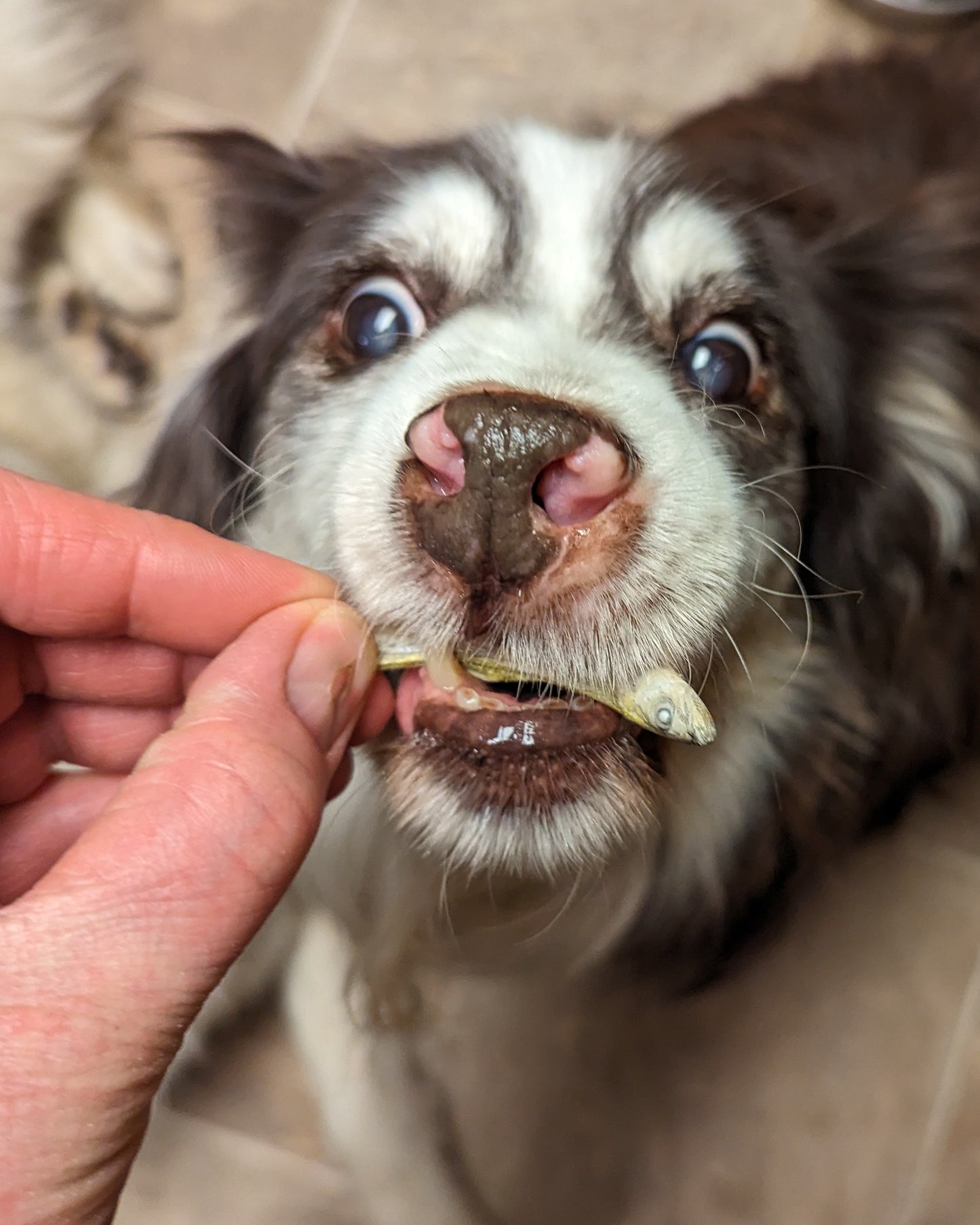 A close-up of a dog being hand-fed a small fish. The dog has a pink nose and is looking up with wide eyes, eagerly anticipating the Wild Nosh Pets Freeze-dried Smelt 1oz packed with Omega-3 fatty acids.