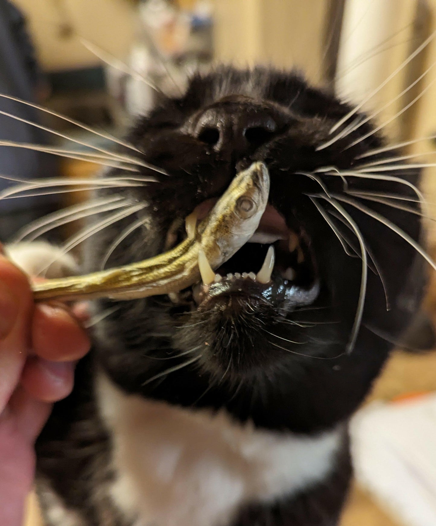 Close-up of a black and white cat with its mouth open, teeth visible, being fed a small, Freeze-dried Smelt 1oz by Wild Nosh Pets by a person.