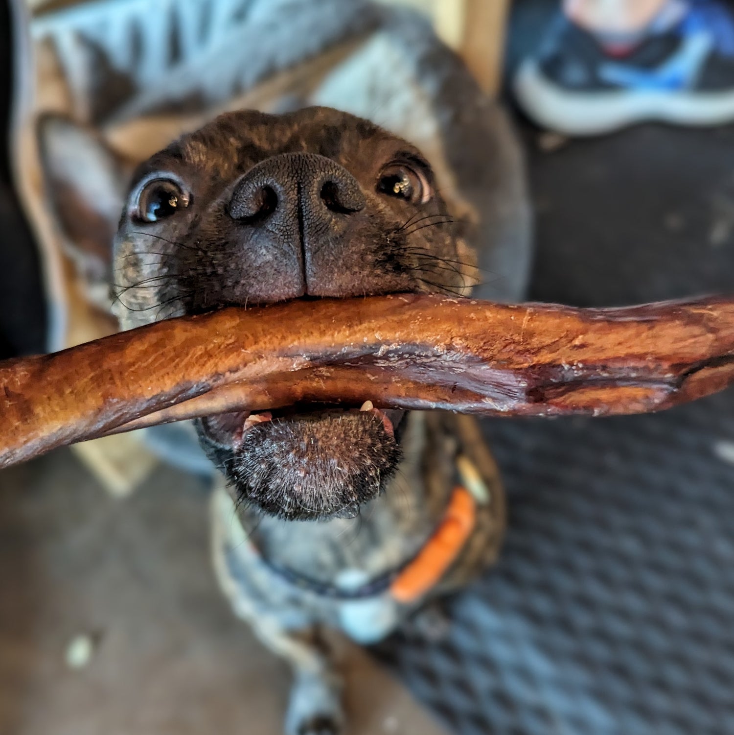 A brindle-coated dog holds a wooden stick in its mouth, eyeing the camera—just as it might crave Wild Nosh Pets’ protein-rich Bison Bully Stick from North American grasslands.