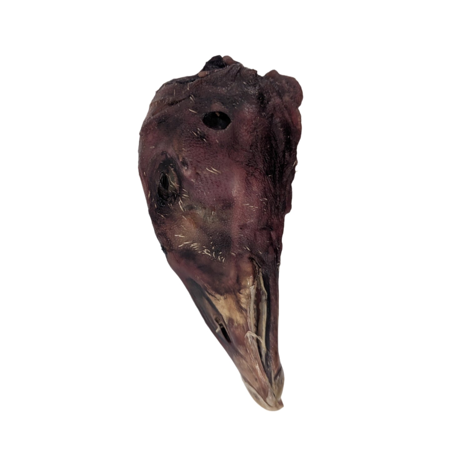 A dehydrated goose head with a beak featuring a dark, textured surface by Wild Nosh Pets.