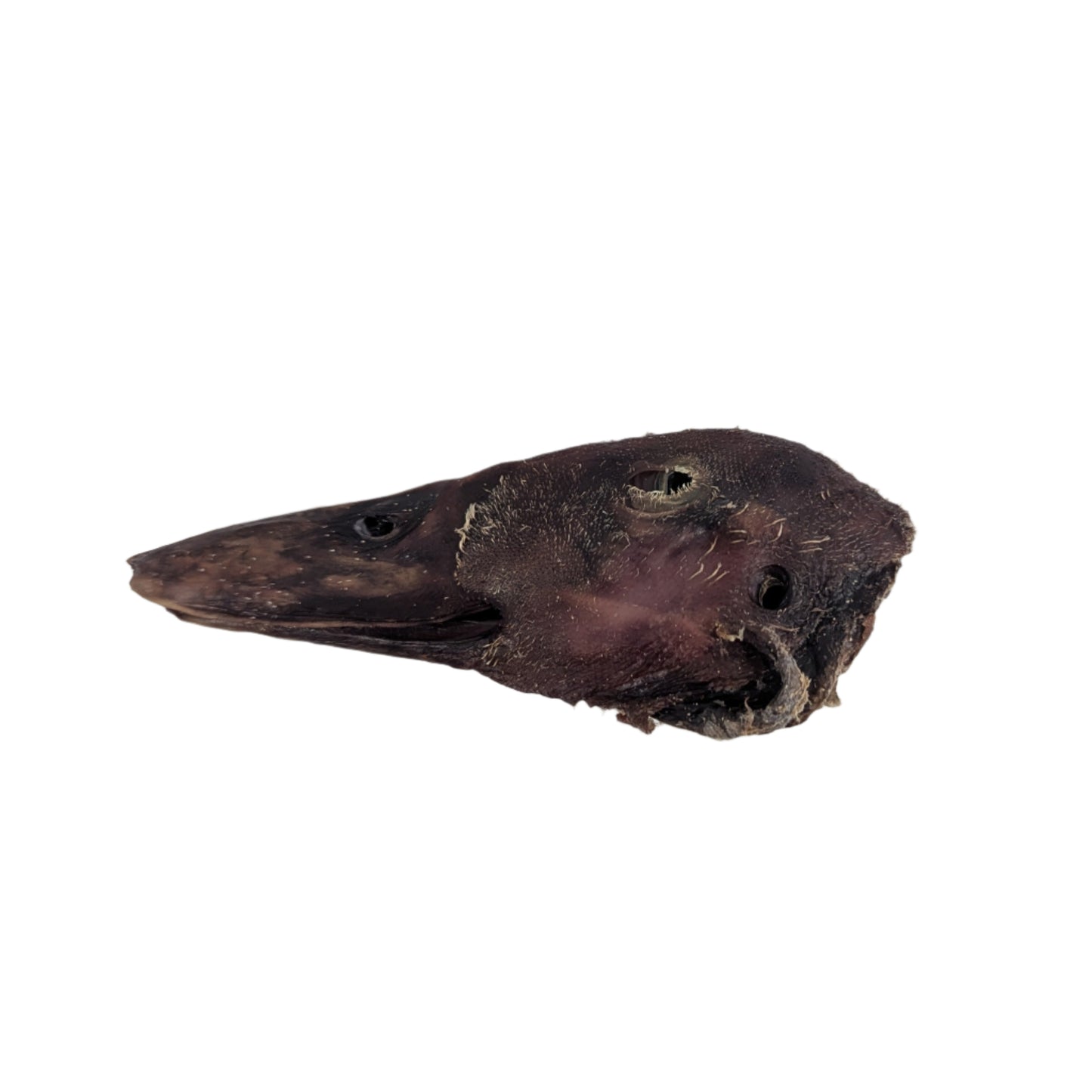 A Dehydrated Duck Head by Wild Nosh Pets, showcasing a dark preserved animal head with a beak and visible eye sockets, is isolated on a white background.