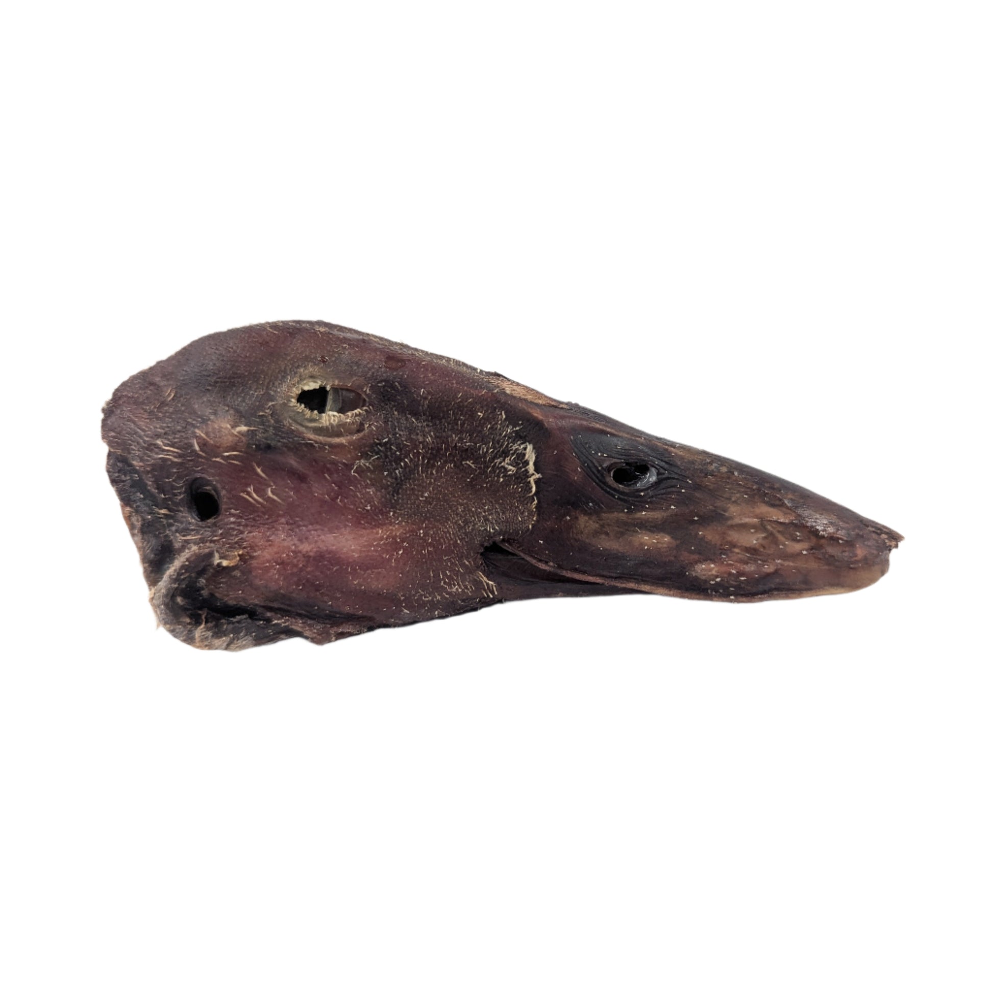 A close-up of a Wild Nosh Pets Dehydrated Duck Head, featuring a pointed snout and visible eye socket against a white background, provides a nutritious treat for dogs.