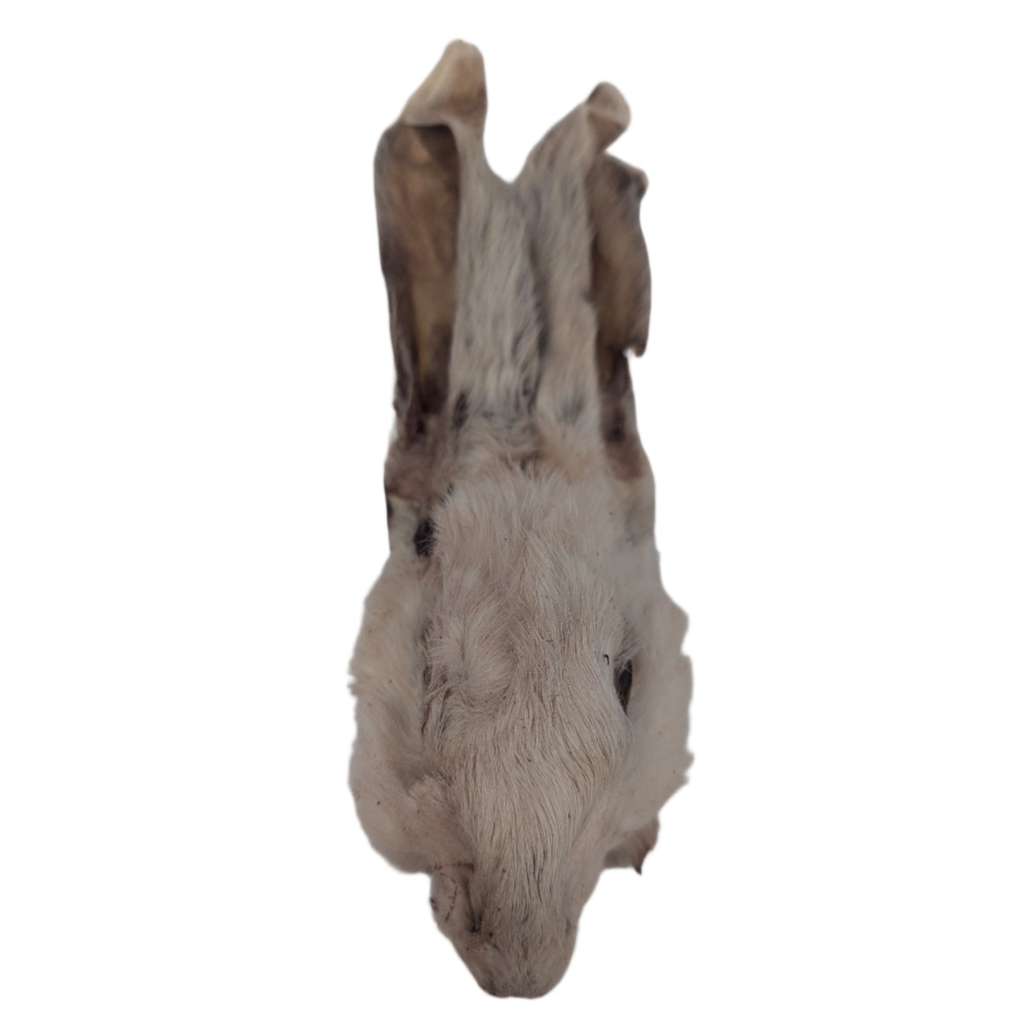 Wild Nosh Pets' Dehydrated Rabbit Head With Fur: a bold chew displaying a mounted rabbit head on a white background.