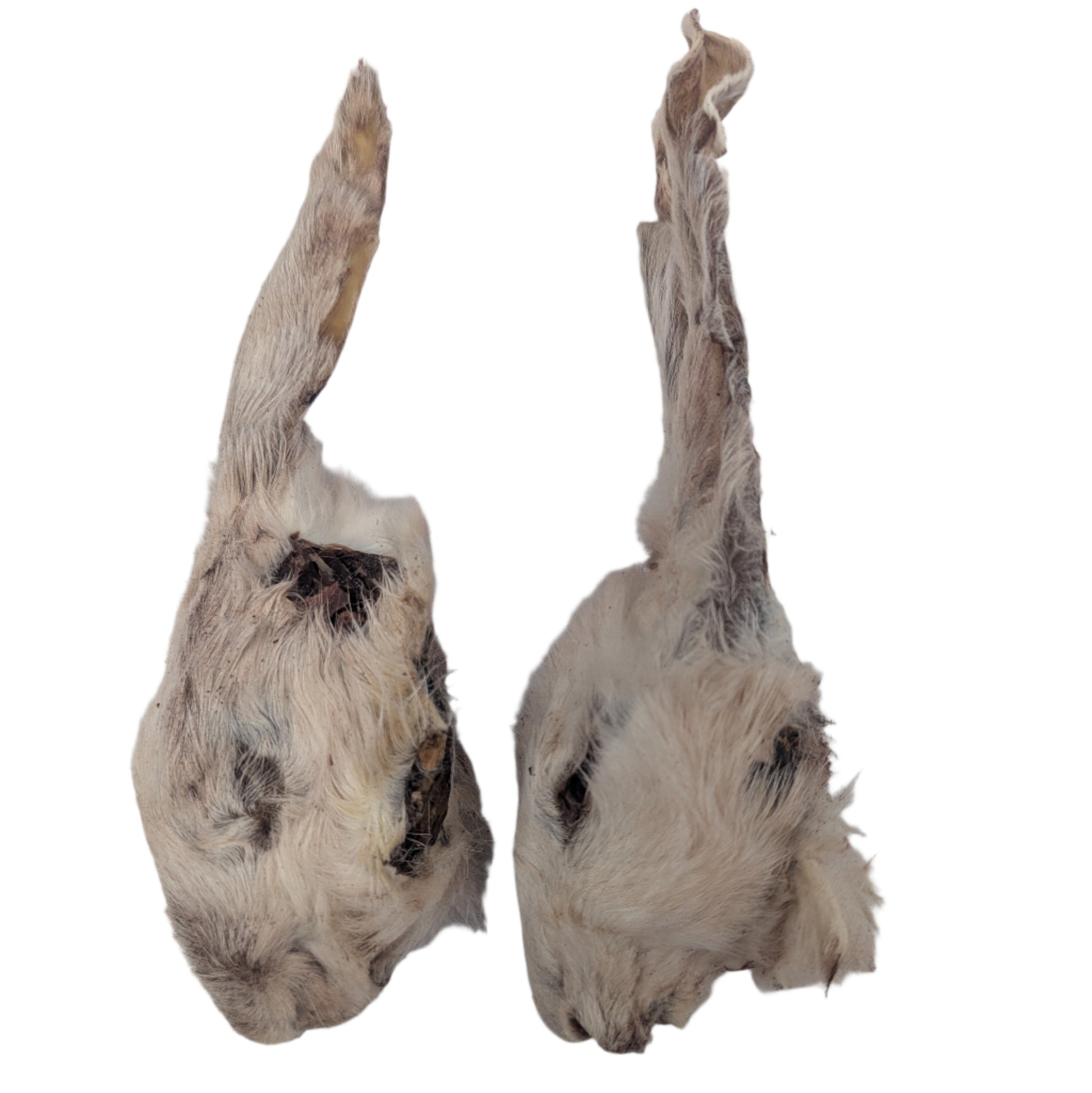 Two Dehydrated Rabbit Heads With Fur from Wild Nosh Pets, displayed with pale fur and signs of wear, face slightly different directions on a plain background—a daring treat for adventurous pets.