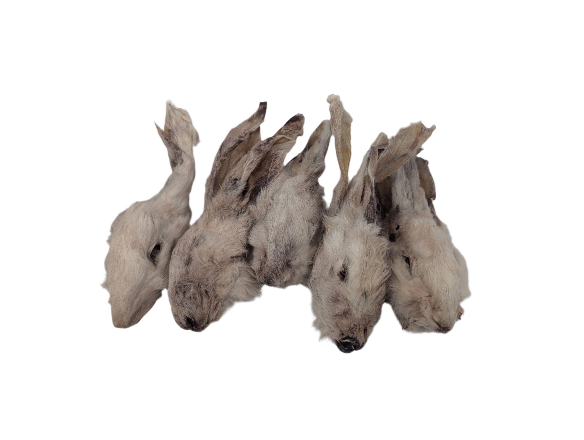 Four Dehydrated Rabbit Heads With Fur from Wild Nosh Pets, lined up on a white background, offer an adventurous chew for those seeking a unique and nutritious snack.