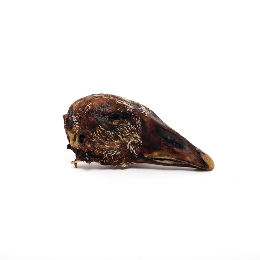 Wild Nosh Pets Dehydrated Goose Head is shown against a plain white background, its dark, dried skin and closed eye emphasizing the unique texture—making it an ideal natural dog treat.