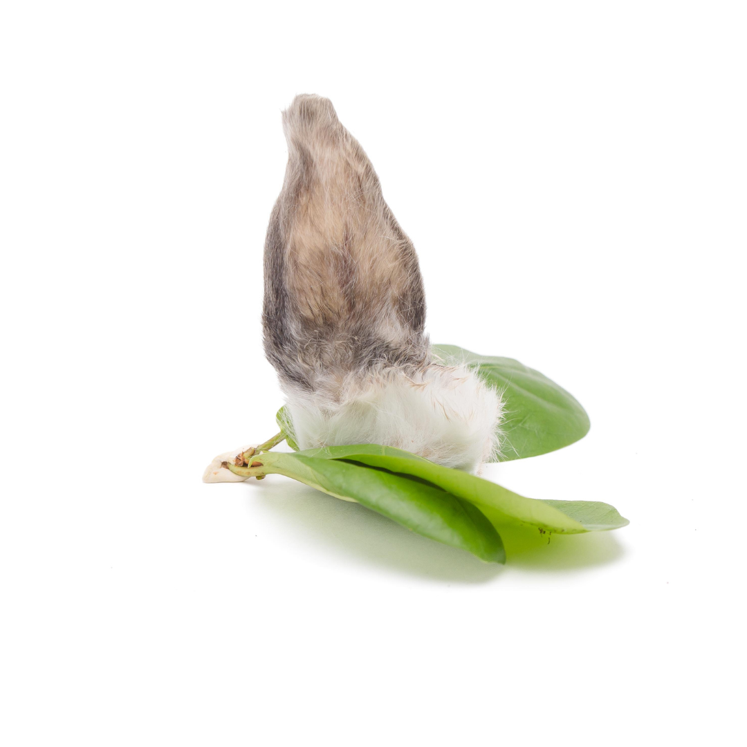 The Rabbit Ear by Wild Nosh Pets, a small brown and white furry object, is placed on two green leaves against a white background.