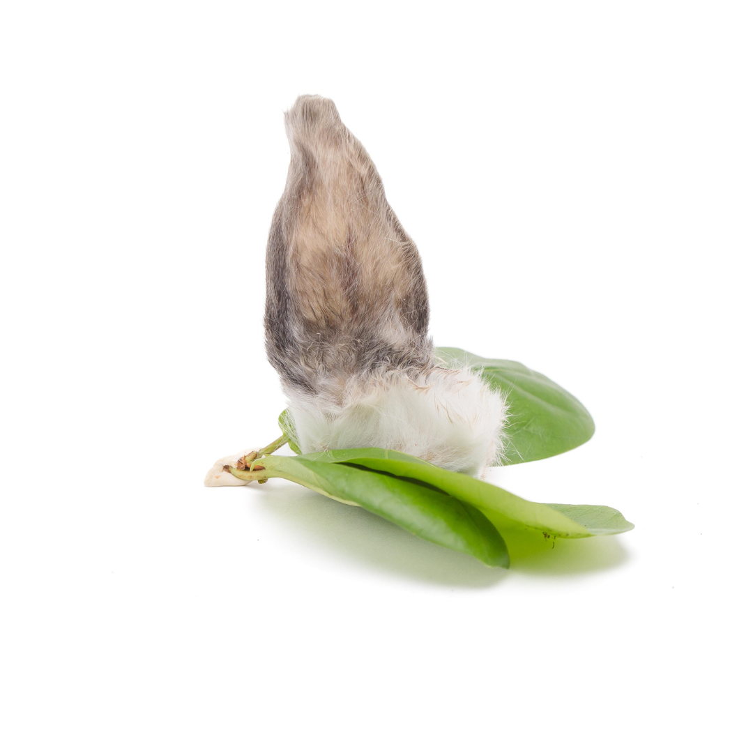 A small brown and white animal paw rests on green leaves beside Wild Nosh Pets Rabbit Ears—a natural novel protein treat that helps clean teeth—against a white background.