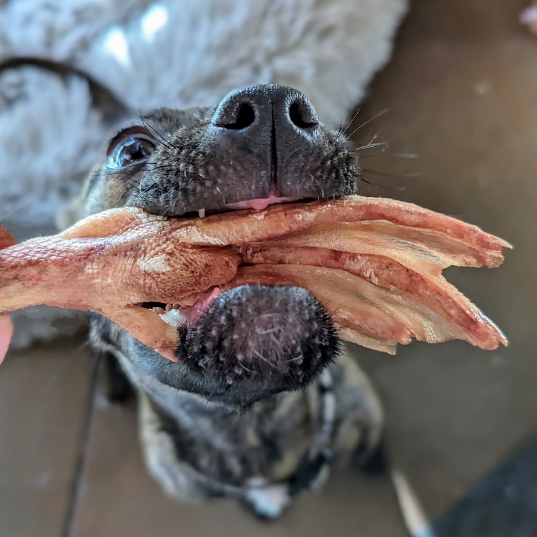 A senior dog with a gentle expression holds a piece of Wild Nosh Pets Freeze-Dried Duck Feet in its mouth, close-up view revealing its nose and mouth.