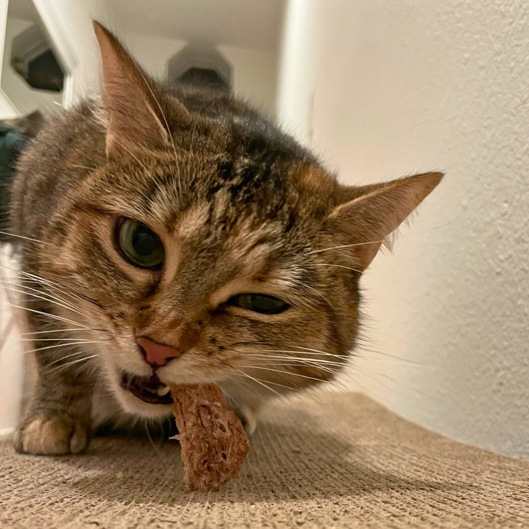 A close-up of a tabby cat enjoying Wild Nosh Pets Freeze-Dried Chicken Neck on a fabric-covered surface, promoting clean teeth and joint health.