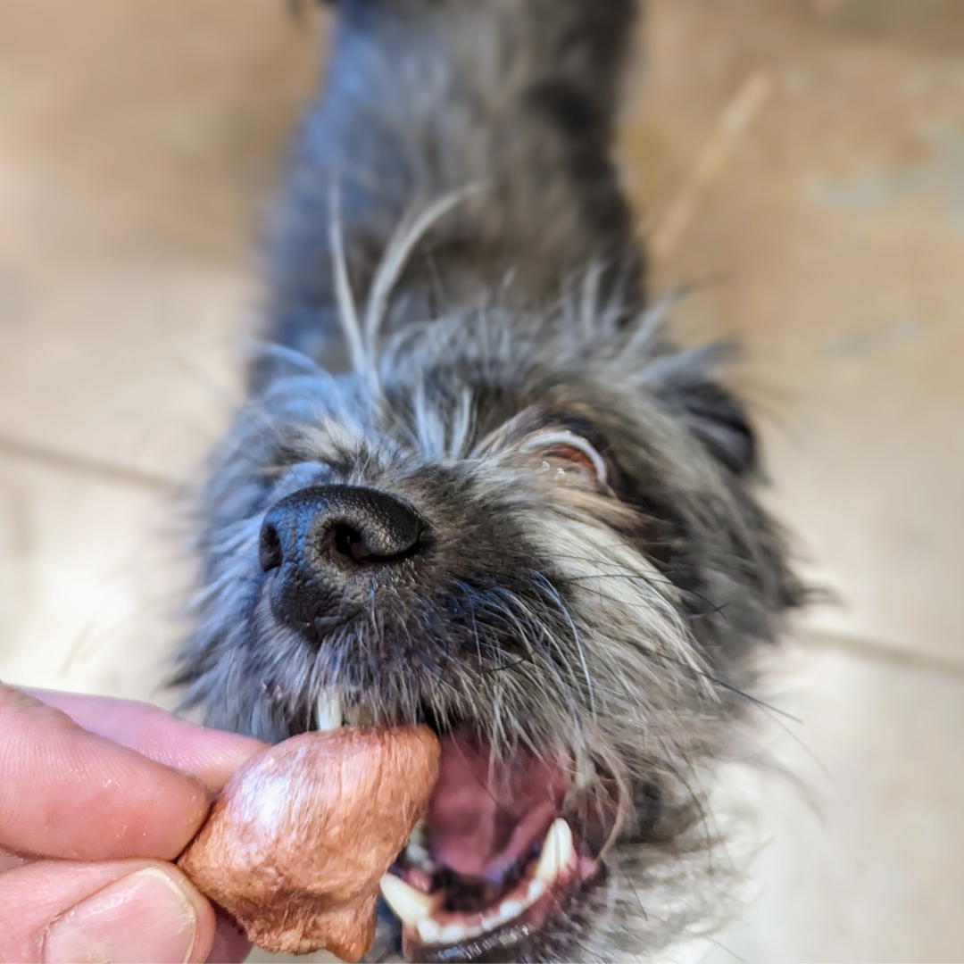 A small, scruffy dog eagerly bites into a Wild Nosh Pets Freeze-Dried Chicken Hearts 3oz treat held by a person. The dog's mouth is open wide, revealing teeth and a focused expression.