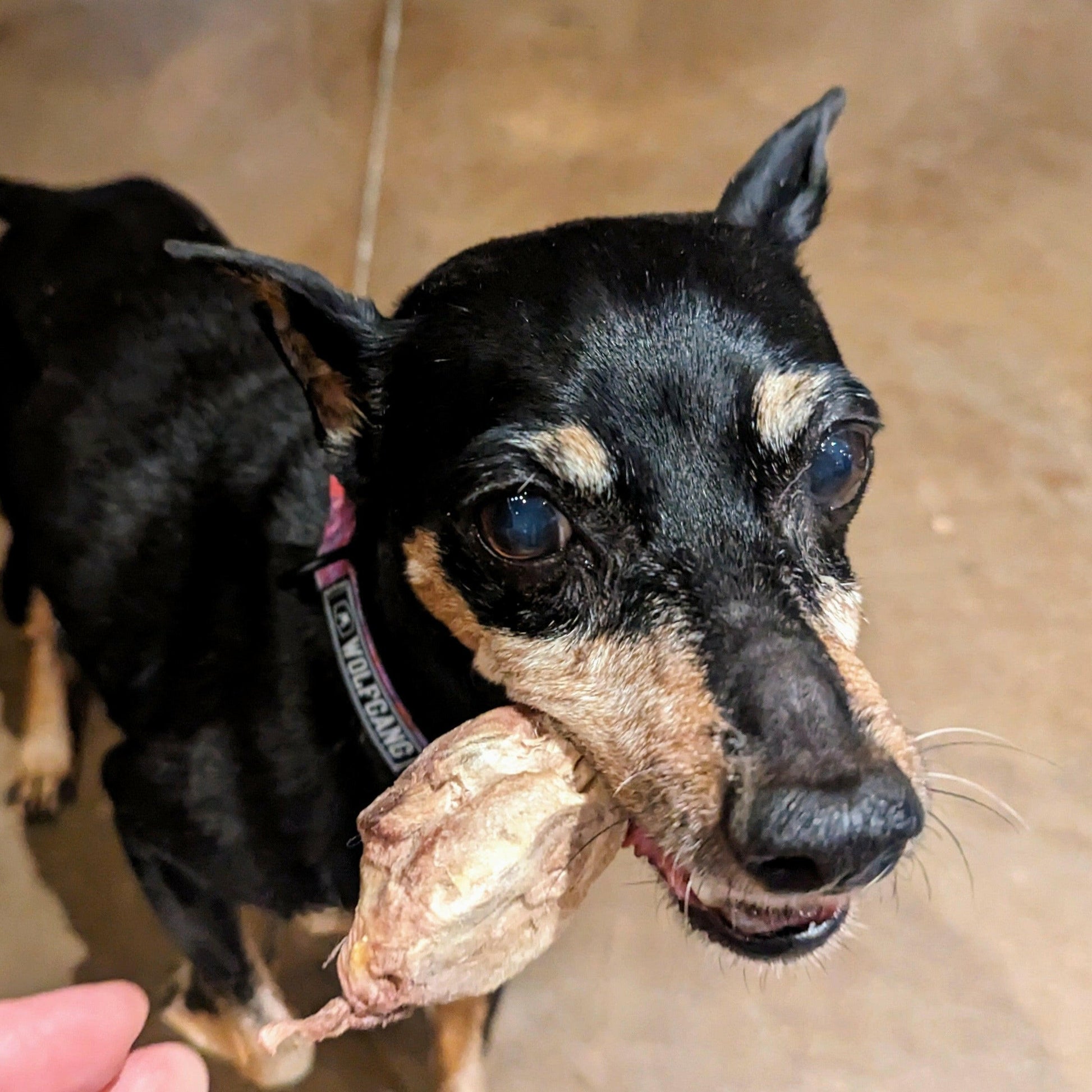 A small black and brown dog holds a Wild Nosh Pets Freeze-Dried Pheasant Head in its mouth while looking forward.