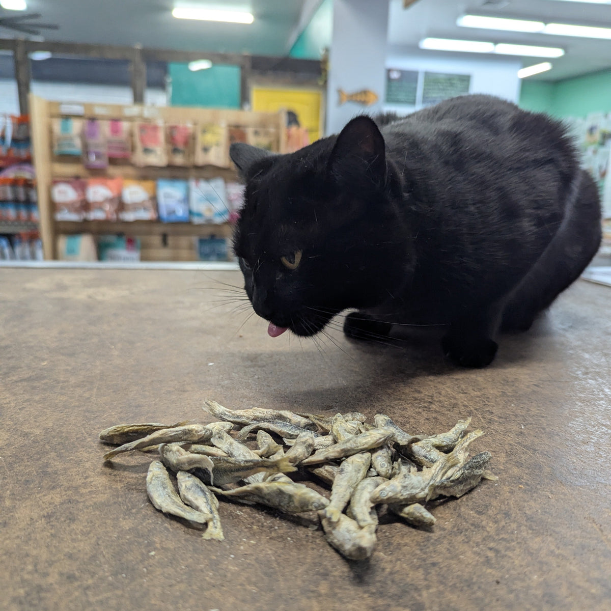 A black cat in a pet store looking at a pile of dried fish treats on a countertop.
