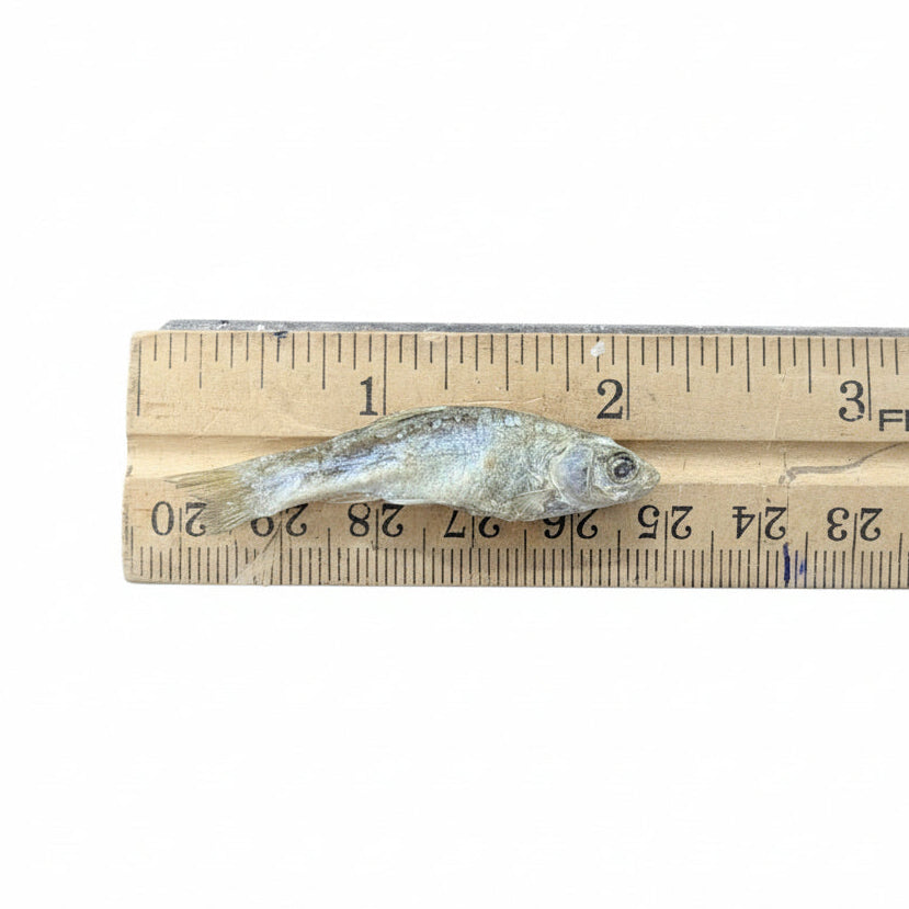 A small fish placed on top of a wooden ruler with Fiskars branding, photographed on a textured brown surface.